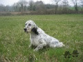 Setter Anglais ANGLAISE DE L'ECHO DE LA FORET